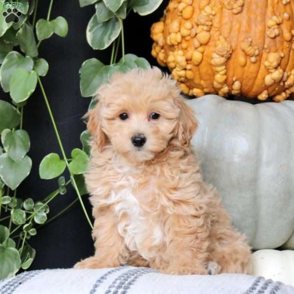 Queen, Bich-Poo Puppy