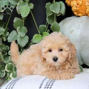 Queen, Bich-Poo Puppy