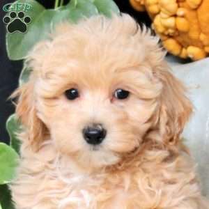 Queen, Bich-Poo Puppy