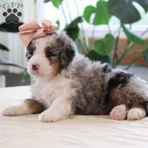 Quincy, Mini Bernedoodle Puppy