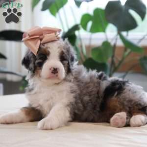 Quincy, Mini Bernedoodle Puppy