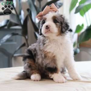 Quincy, Mini Bernedoodle Puppy