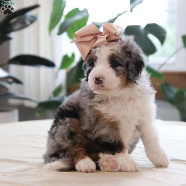 Quincy, Mini Bernedoodle Puppy