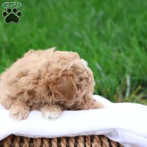 Mel, Maltipoo Puppy