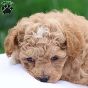Mel, Maltipoo Puppy