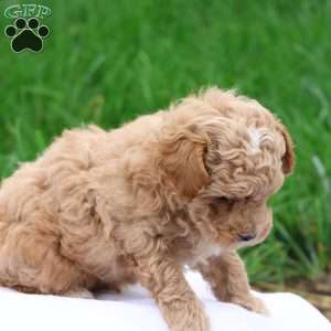 Mel, Maltipoo Puppy