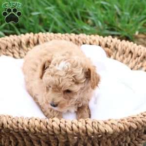 Mel, Maltipoo Puppy