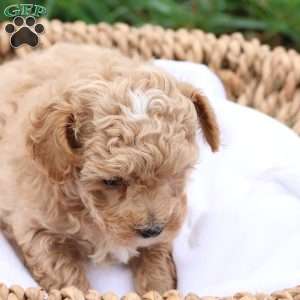 Mel, Maltipoo Puppy