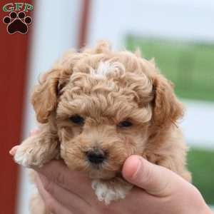 Mel, Maltipoo Puppy
