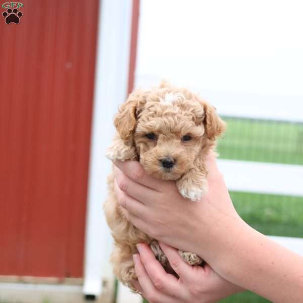 Mel, Maltipoo Puppy