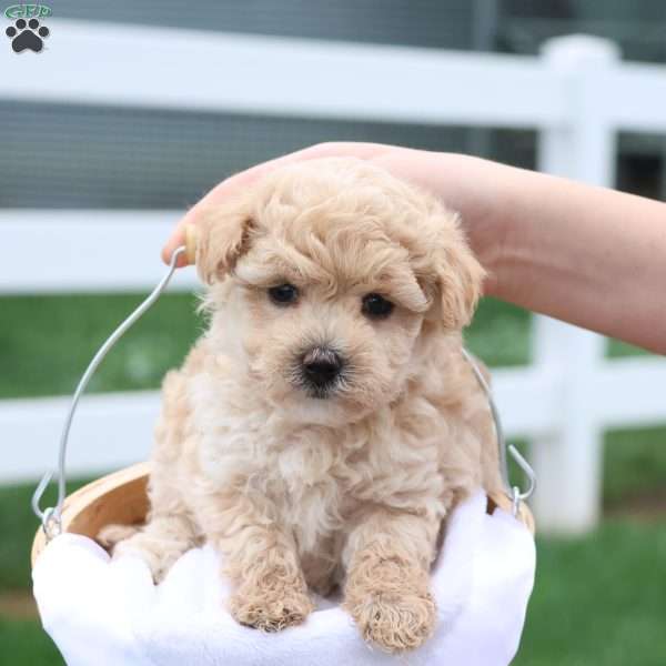 Malinda, Maltipoo Puppy