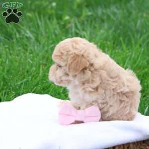 Malinda, Maltipoo Puppy