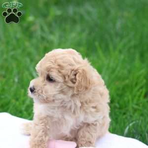Malinda, Maltipoo Puppy