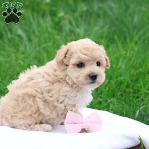 Malinda, Maltipoo Puppy