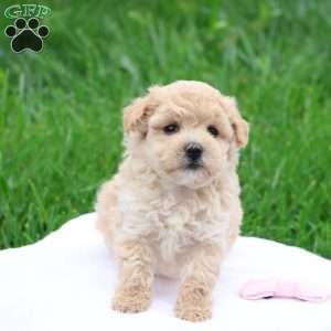 Malinda, Maltipoo Puppy