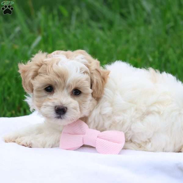 Hannah, Havapoo Puppy