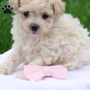 Megan, Maltipoo Puppy