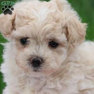 Megan, Maltipoo Puppy
