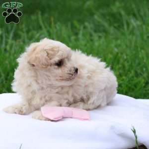 Megan, Maltipoo Puppy