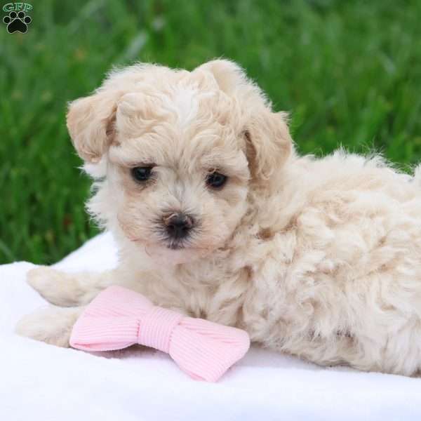 Megan, Maltipoo Puppy