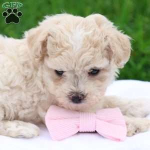 Megan, Maltipoo Puppy