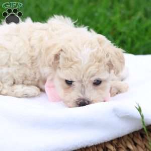 Megan, Maltipoo Puppy