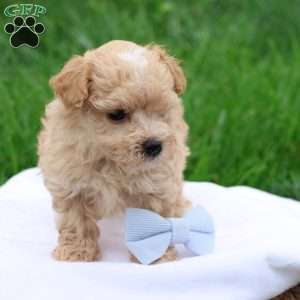 Matthew, Maltipoo Puppy