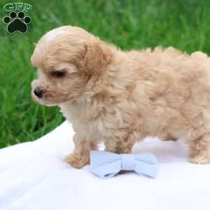 Matthew, Maltipoo Puppy