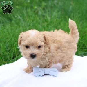 Matthew, Maltipoo Puppy