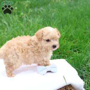 Matthew, Maltipoo Puppy