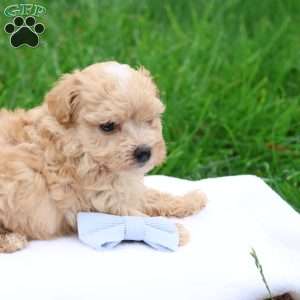 Matthew, Maltipoo Puppy