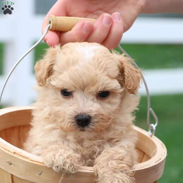 Matthew, Maltipoo Puppy