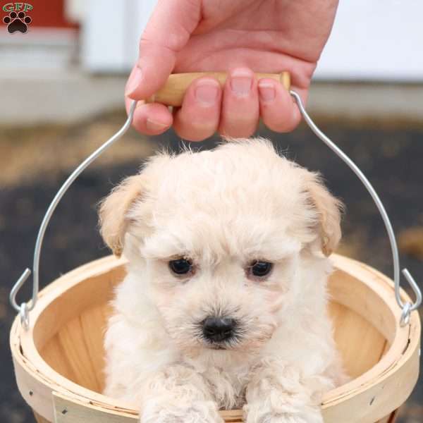 Melody, Maltipoo Puppy