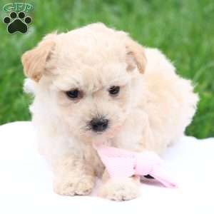 Melody, Maltipoo Puppy