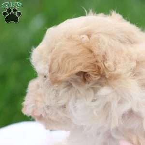 Melody, Maltipoo Puppy