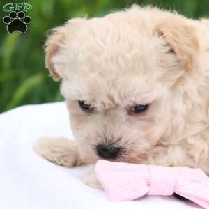 Melody, Maltipoo Puppy