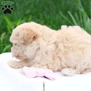 Melody, Maltipoo Puppy