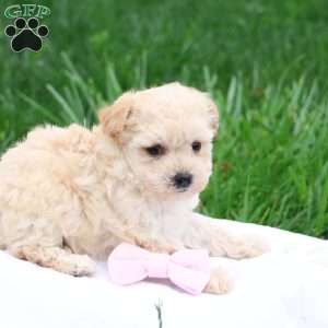 Melody, Maltipoo Puppy