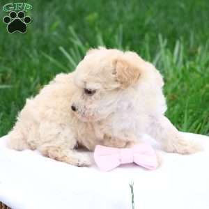 Melody, Maltipoo Puppy