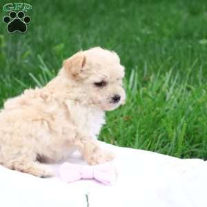 Melody, Maltipoo Puppy