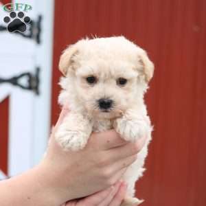 Melody, Maltipoo Puppy