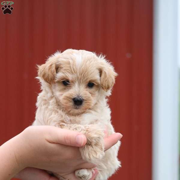 Marcus, Maltipoo Puppy