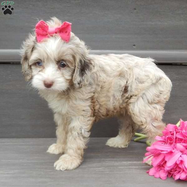 Jane, Cockapoo Puppy