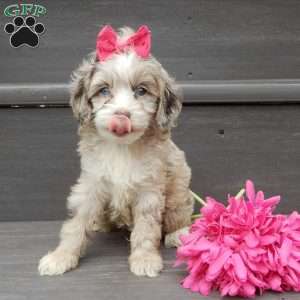Jane, Cockapoo Puppy