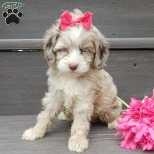 Jane, Cockapoo Puppy