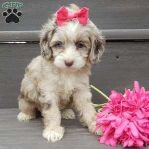 Jane, Cockapoo Puppy