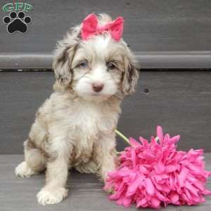 Jane, Cockapoo Puppy