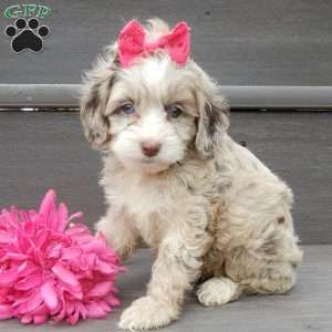 Jane, Cockapoo Puppy