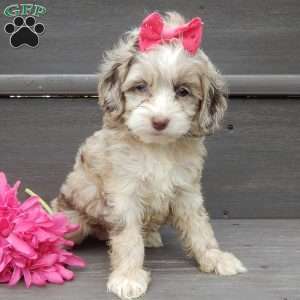 Jane, Cockapoo Puppy