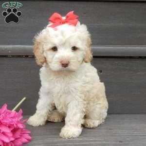 Trixie, Cockapoo Puppy